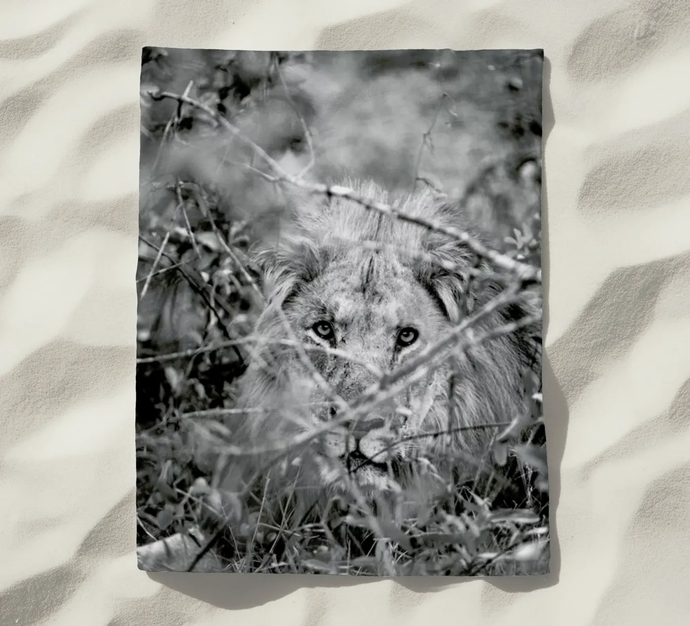 Lion telo mare da Shot By Clint