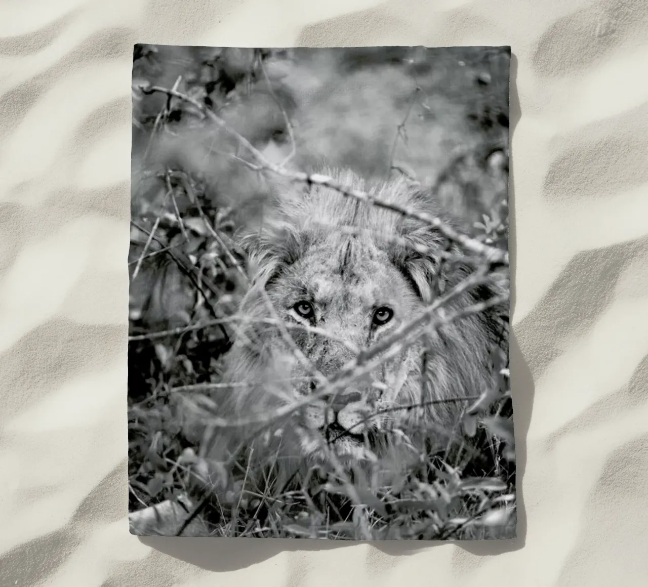 Lion telo mare da Shot By Clint