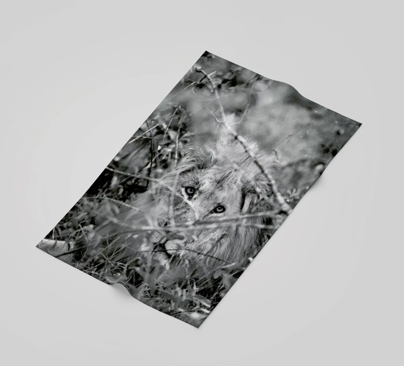 Lion telo mare da Shot By Clint