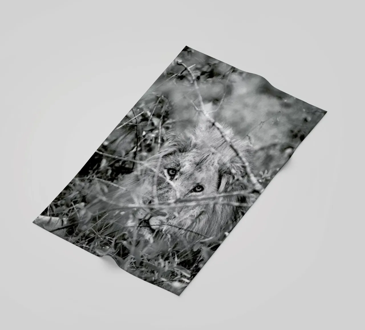 Lion telo mare da Shot By Clint