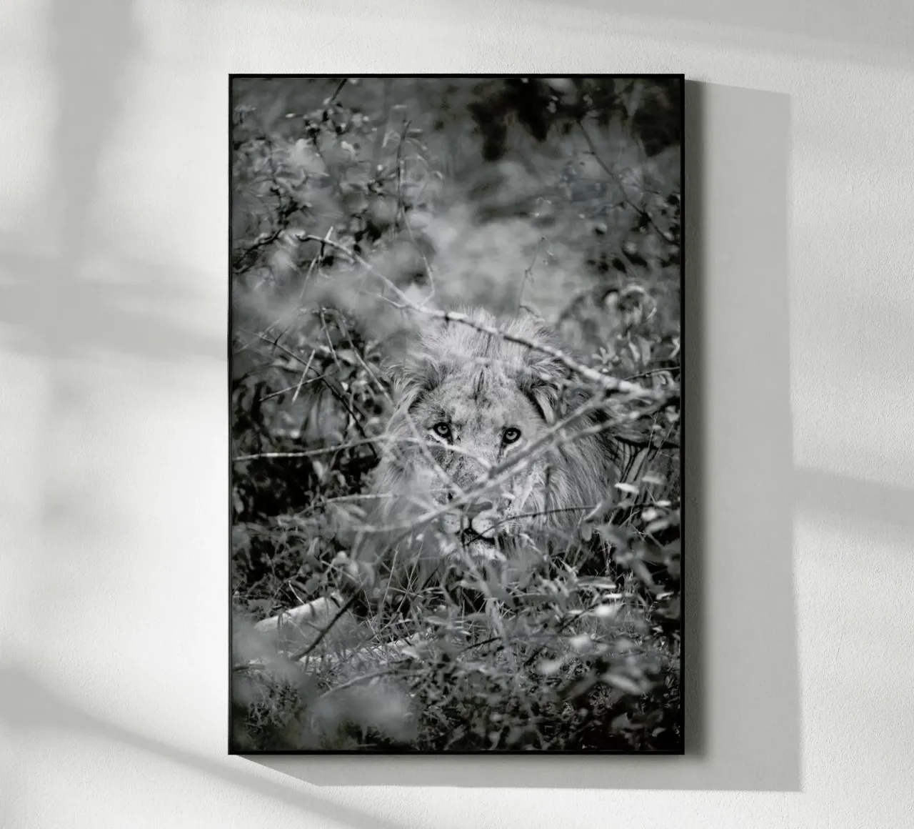 Lion plexiglass da Shot By Clint