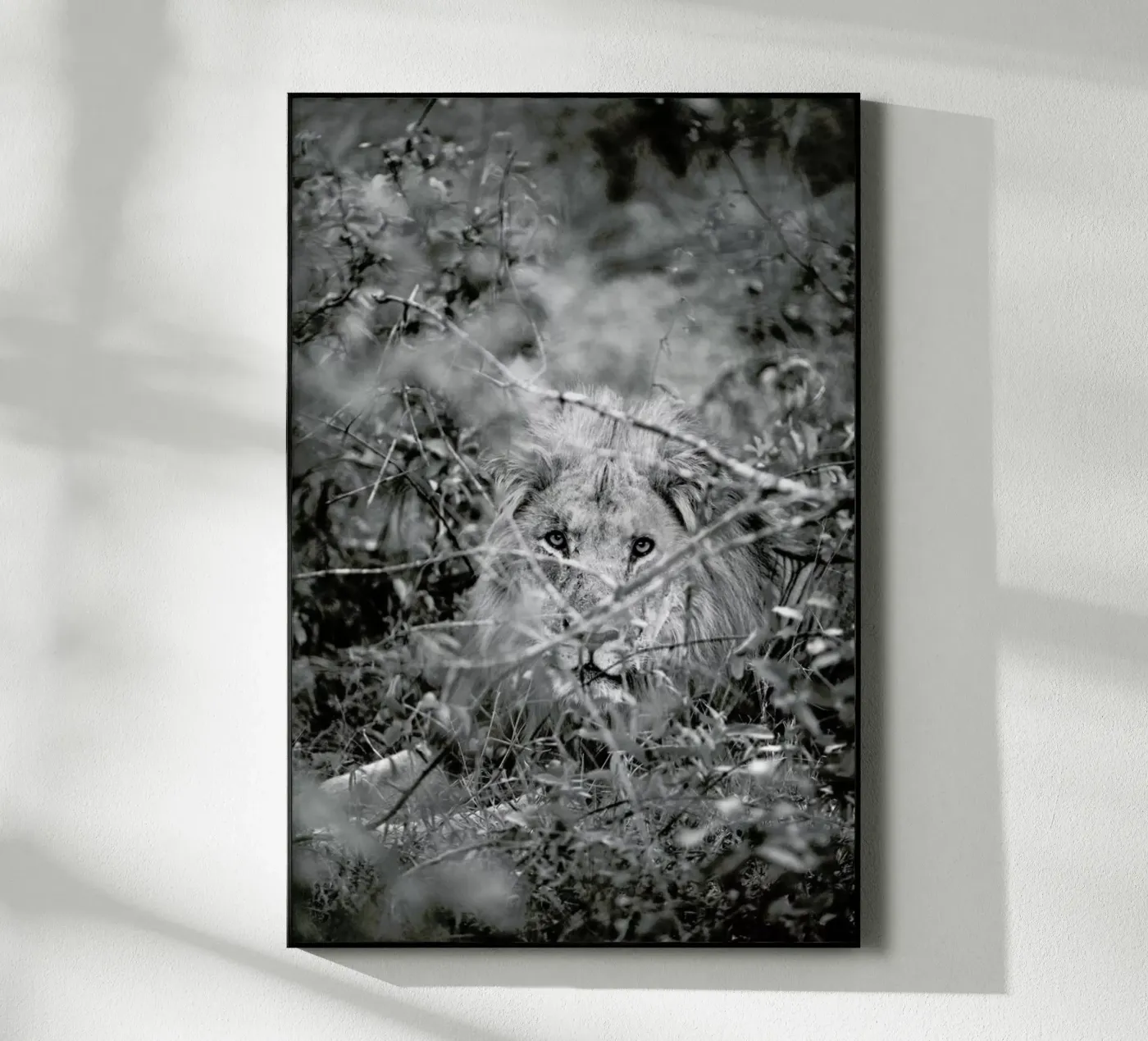 Lion plexiglas de Shot By Clint