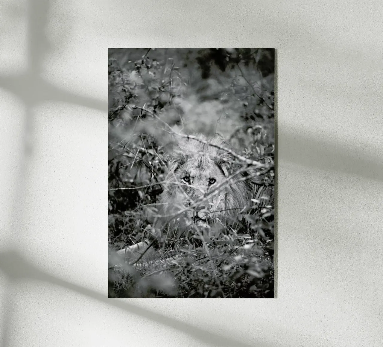 Lion plexiglass da Shot By Clint