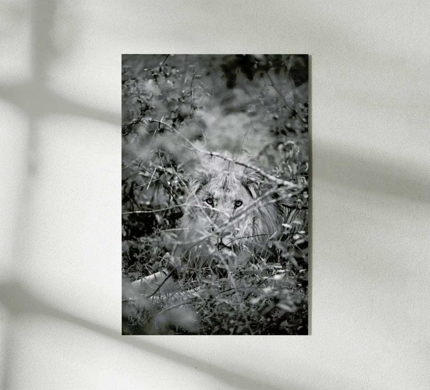 Lion plexiglas de Shot By Clint