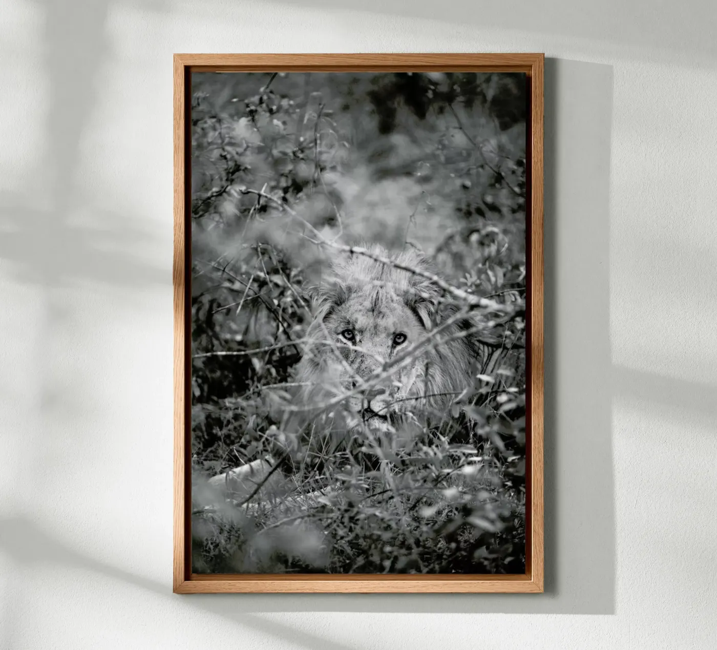 Lion tela da Shot By Clint