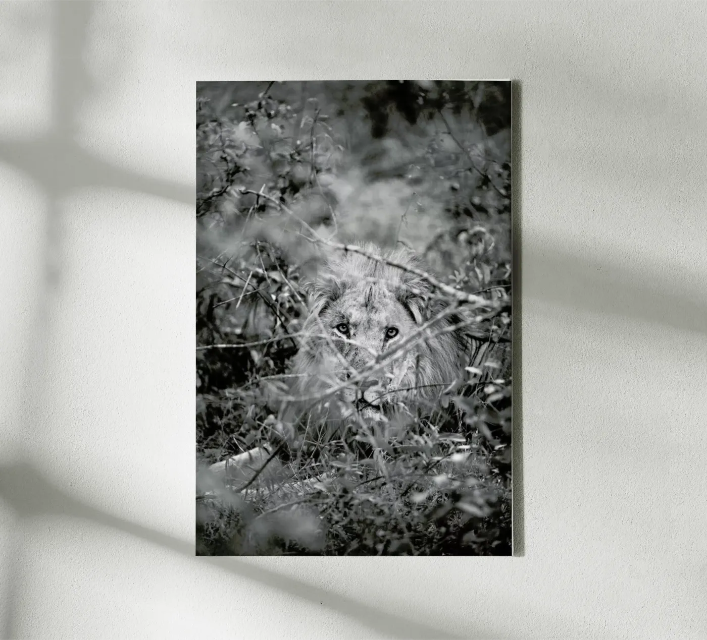 Lion tela da Shot By Clint