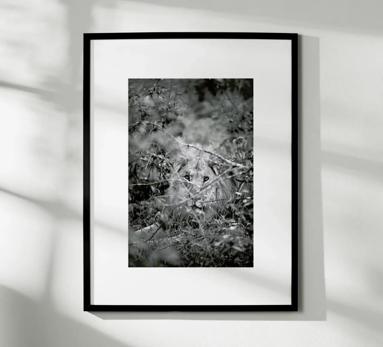 Lion poster van Shot By Clint