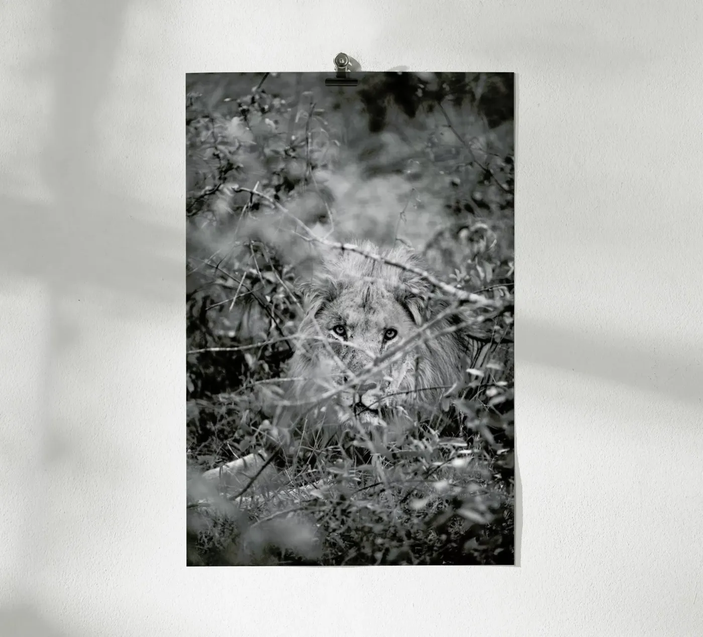 Lion poster van Shot By Clint