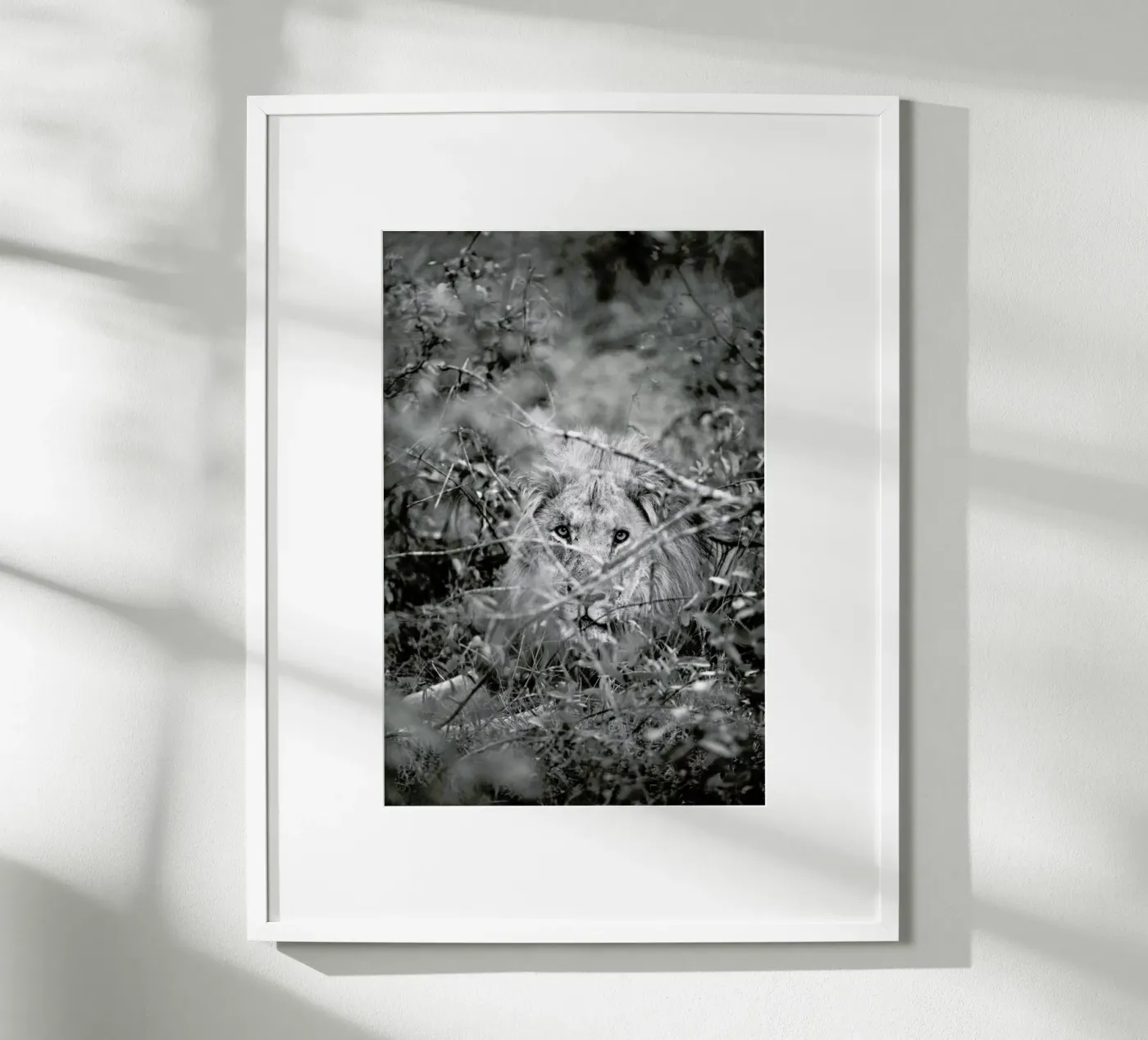 Lion poster van Shot By Clint