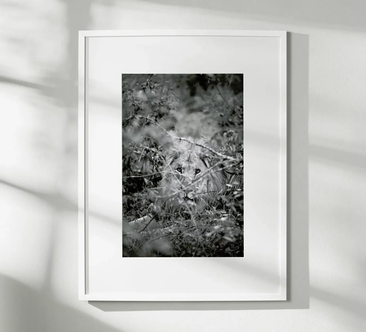 Lion poster van Shot By Clint