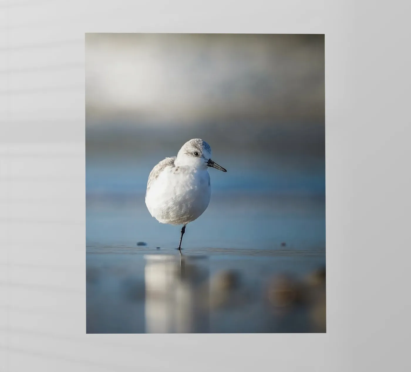 Sanderling pellicola backlit da Tom's Wildlife