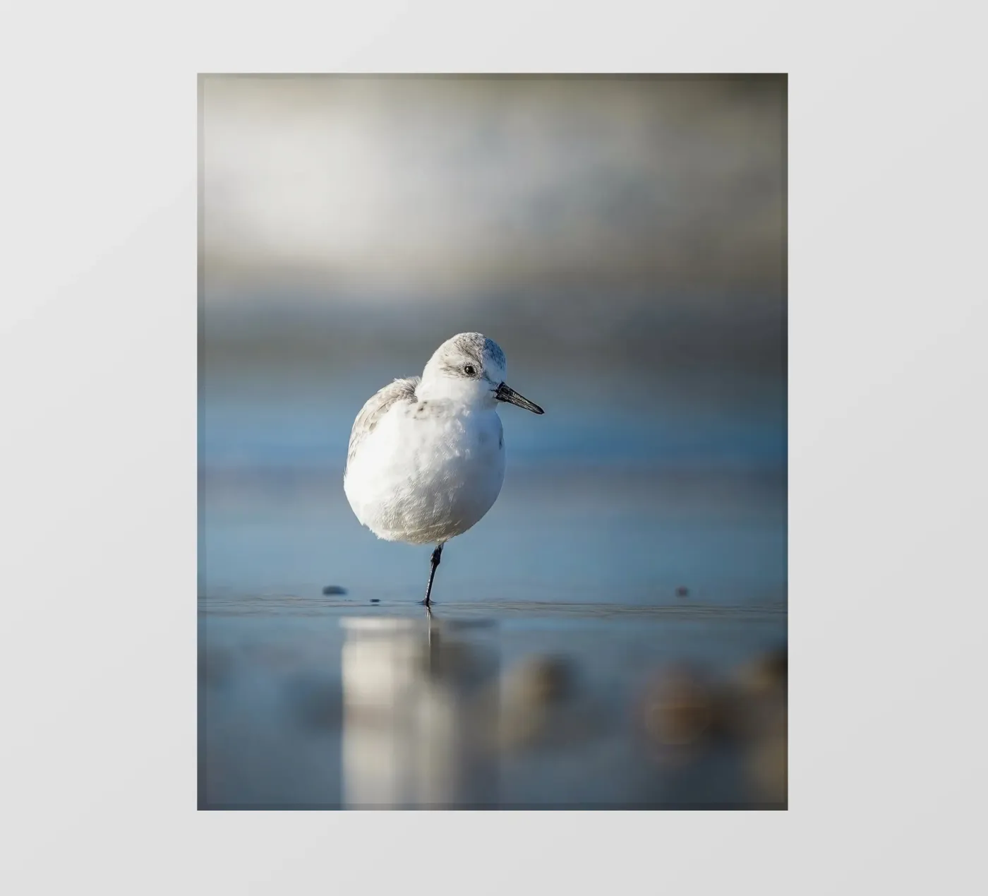 Sanderling pellicola backlit da Tom's Wildlife