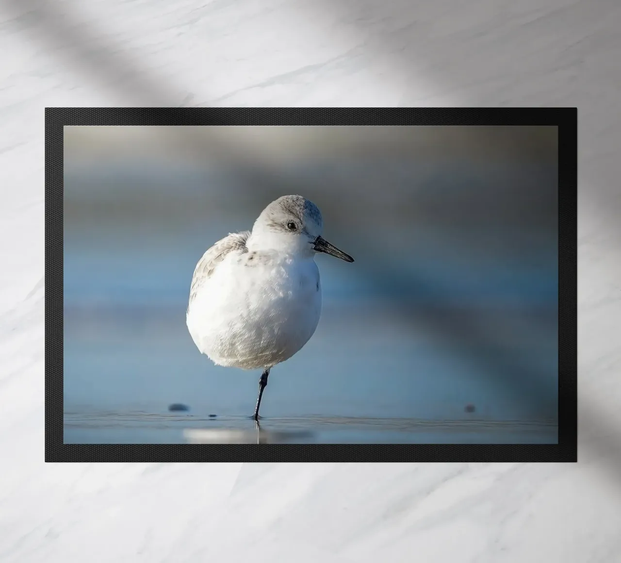Sanderling zerbino da Tom's Wildlife