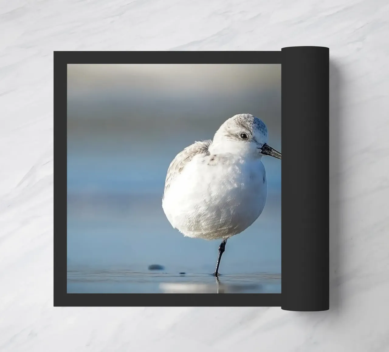 Sanderling zerbino da Tom's Wildlife