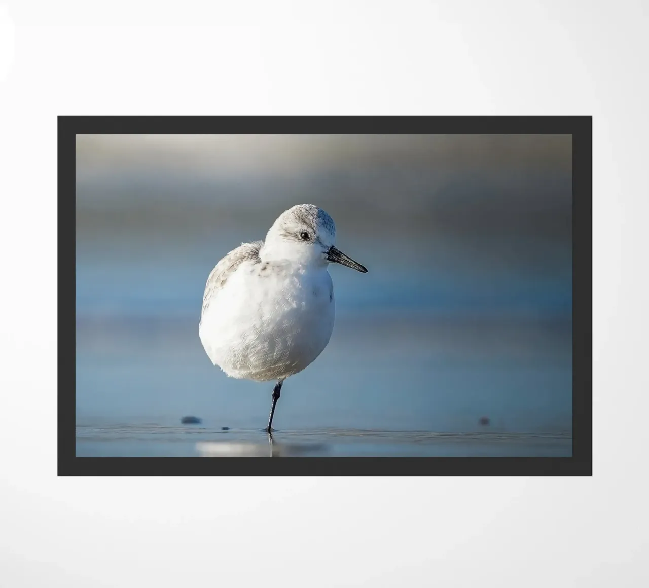 Sanderling zerbino da Tom's Wildlife
