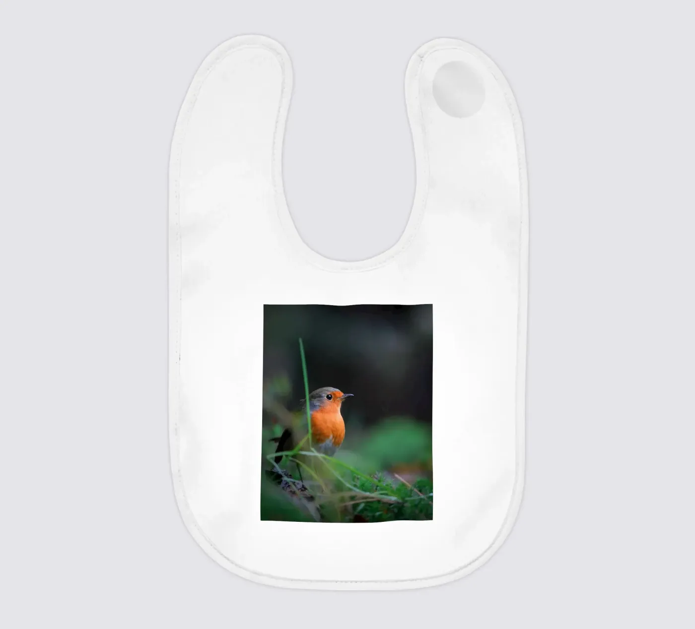 Robin bavoir de Tom's Wildlife