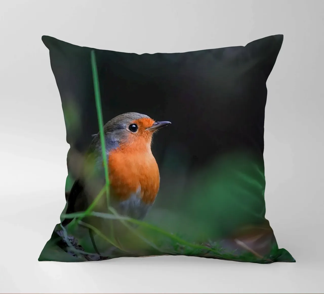 Robin cuscino da Tom's Wildlife