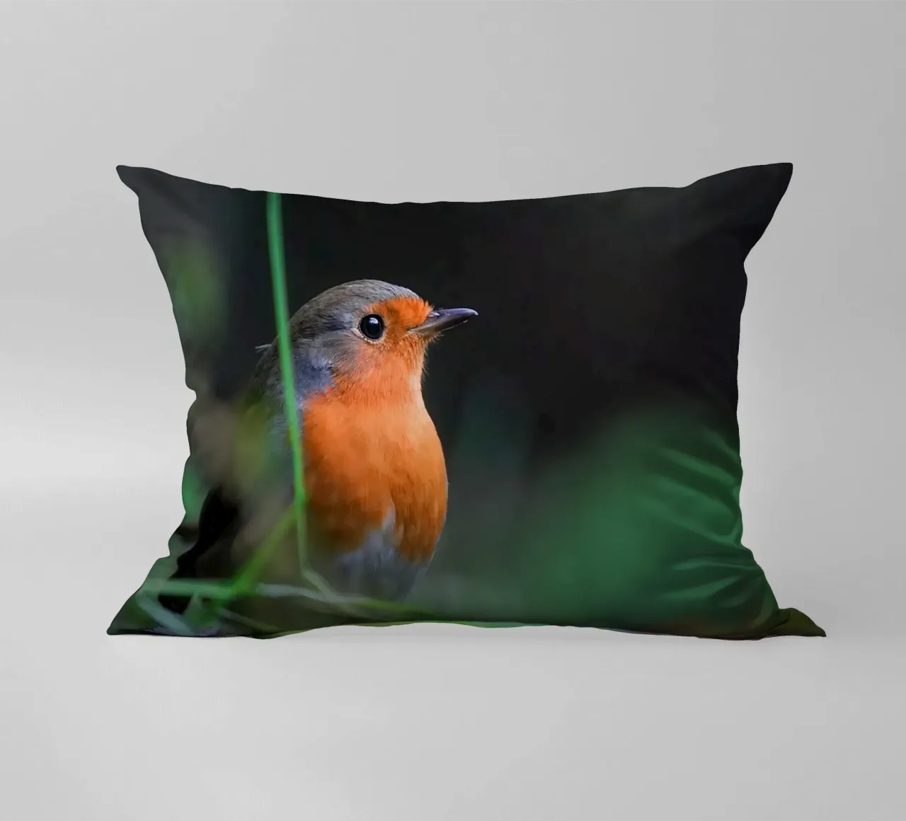 Robin cuscino da Tom's Wildlife