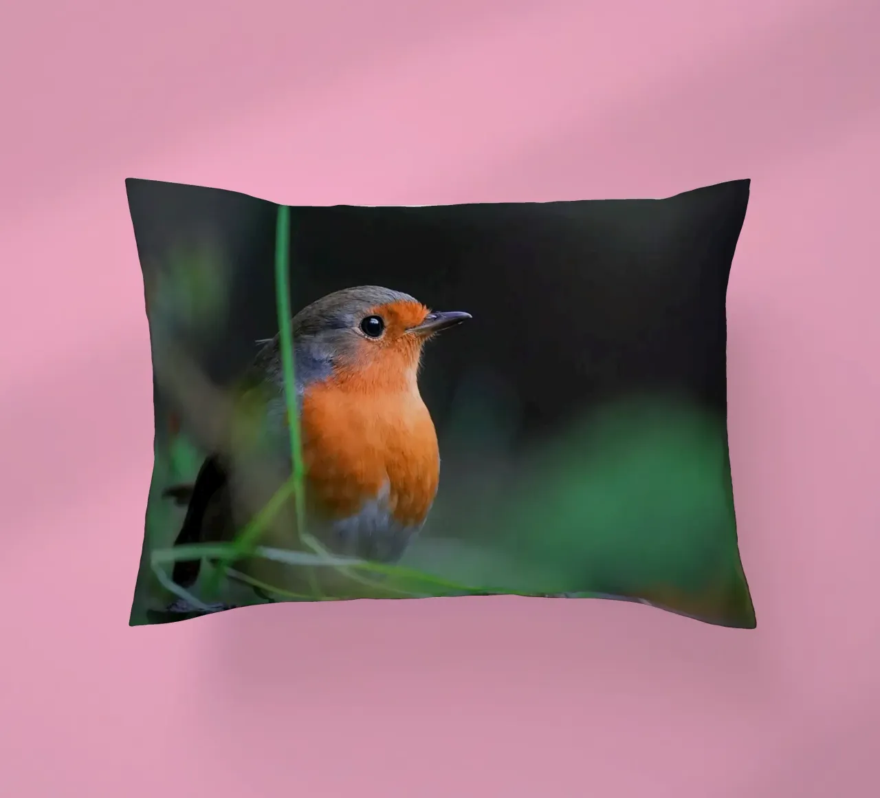 Robin cuscino da Tom's Wildlife