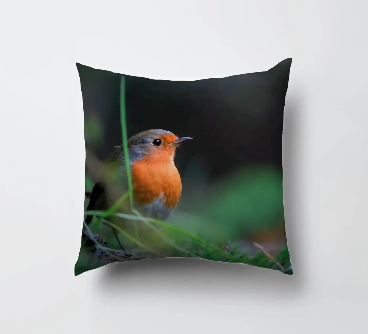 Robin cuscino da Tom's Wildlife