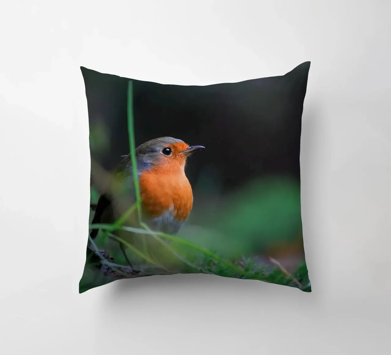 Robin cuscino da Tom's Wildlife