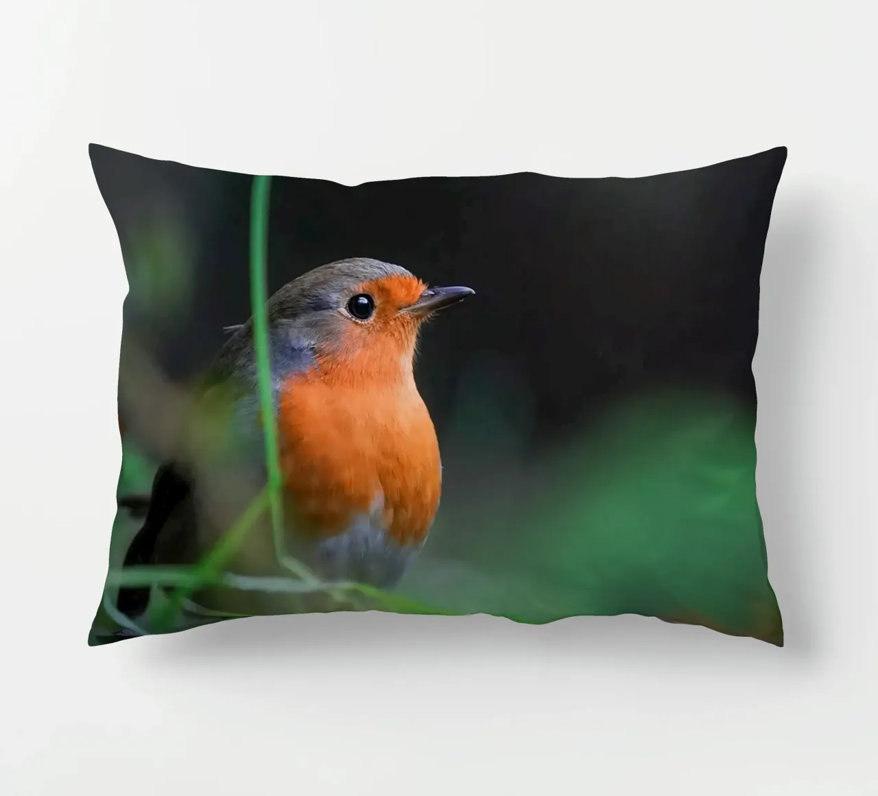 Robin cuscino da Tom's Wildlife