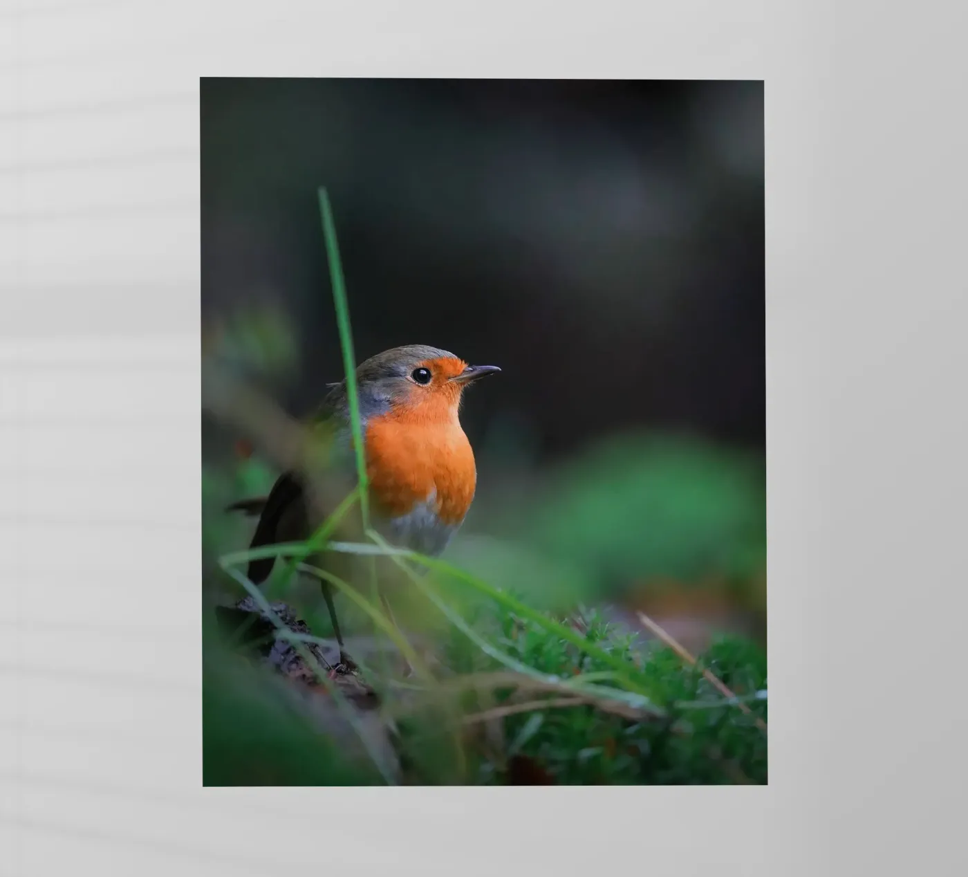 Robin Backlit Folie von Tom's Wildlife