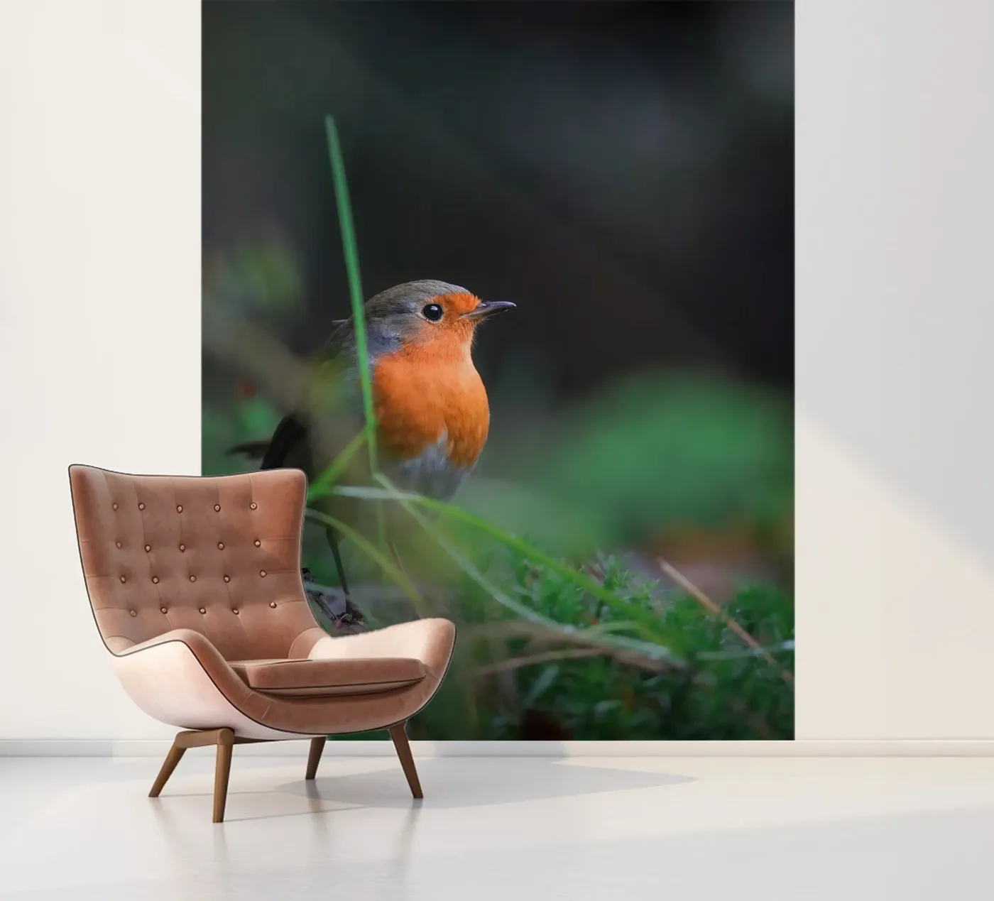 Robin photo wallpaper by Tom's Wildlife