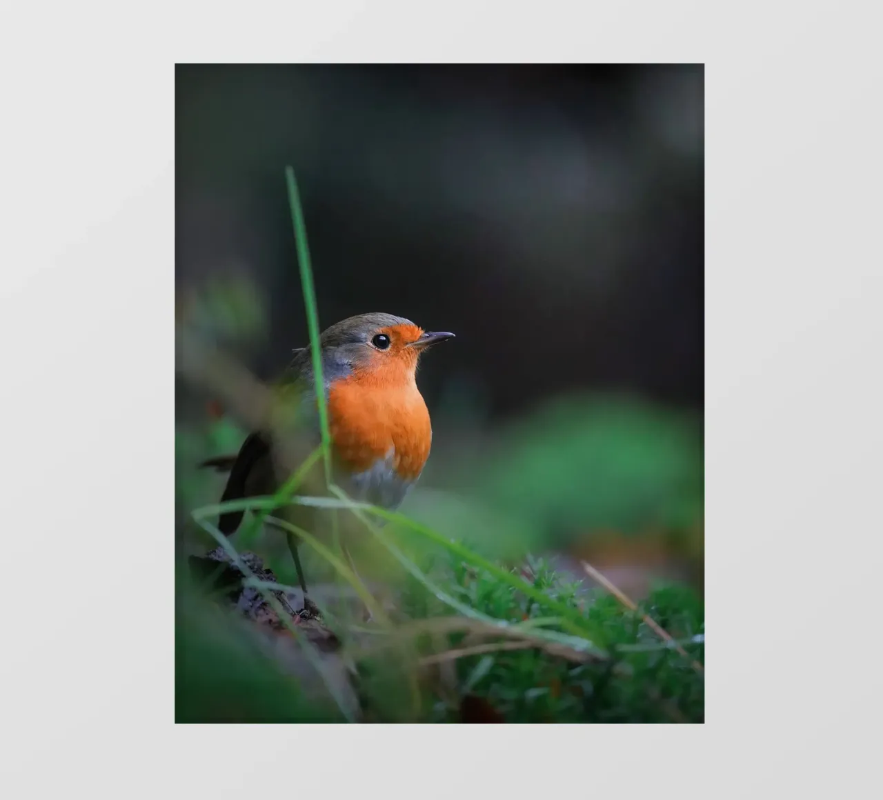 Robin fotobehang van Tom's Wildlife