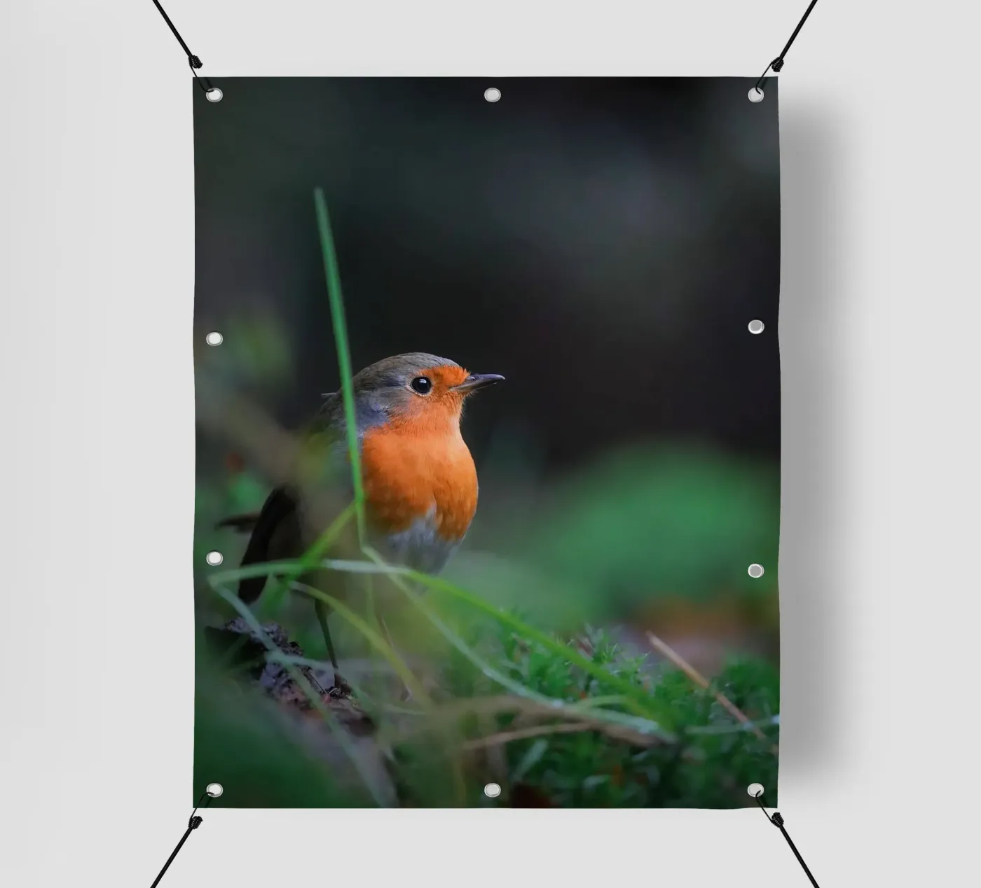 Robin pvc-zeil van Tom's Wildlife