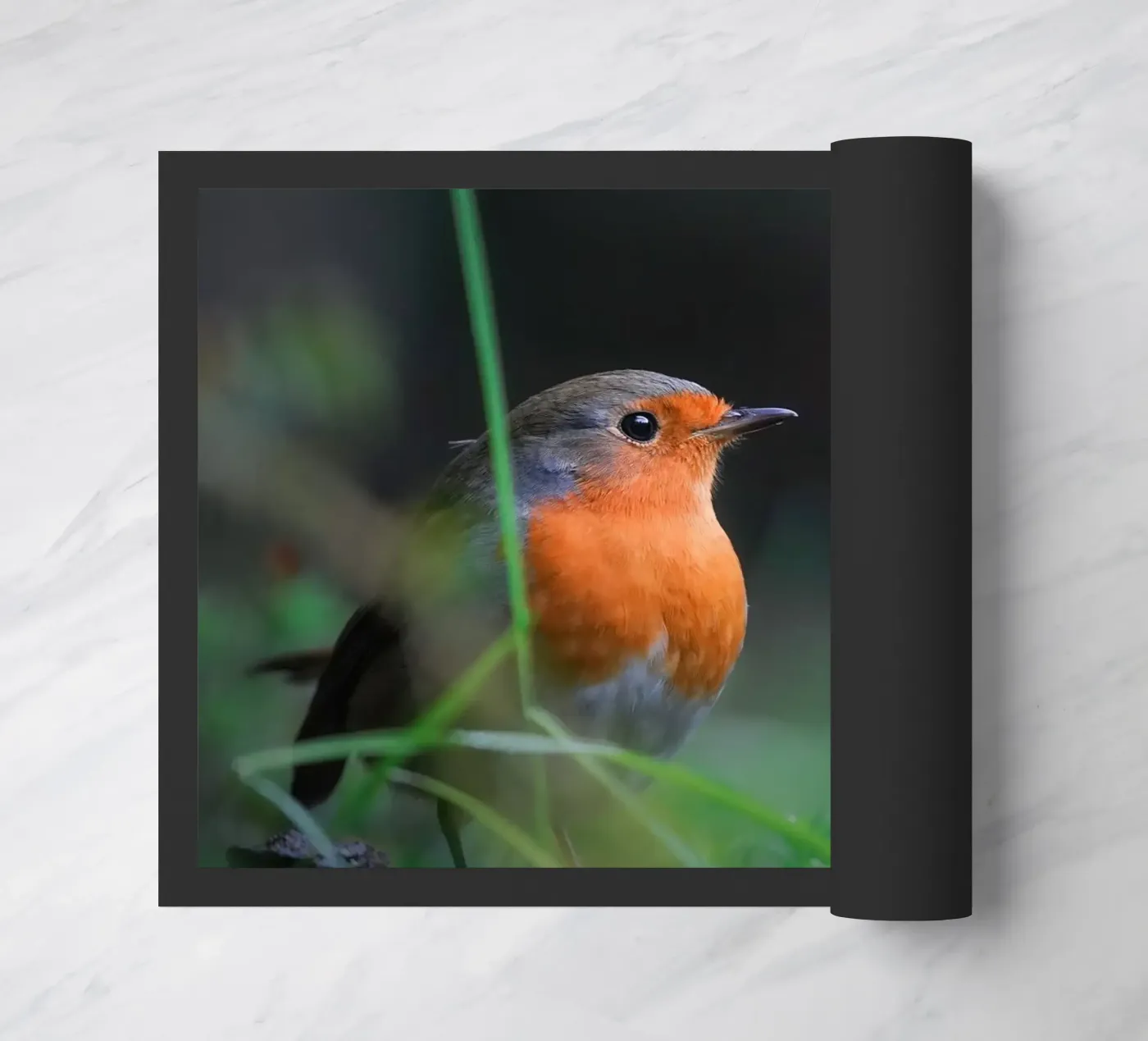 Robin zerbino da Tom's Wildlife