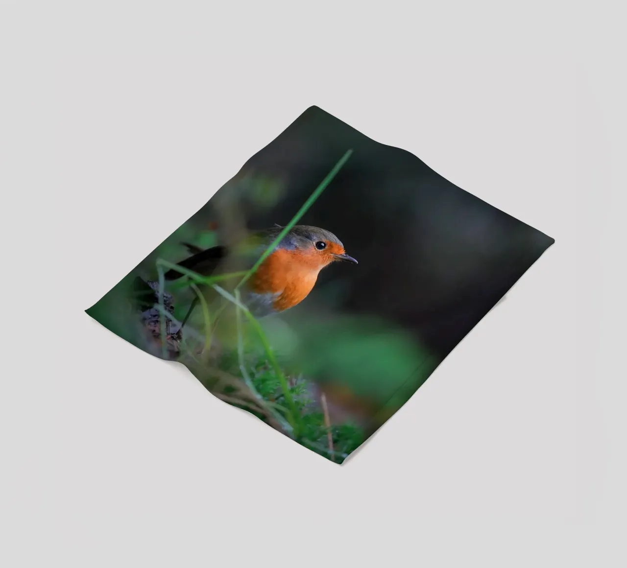 Robin coperta in pile da Tom's Wildlife