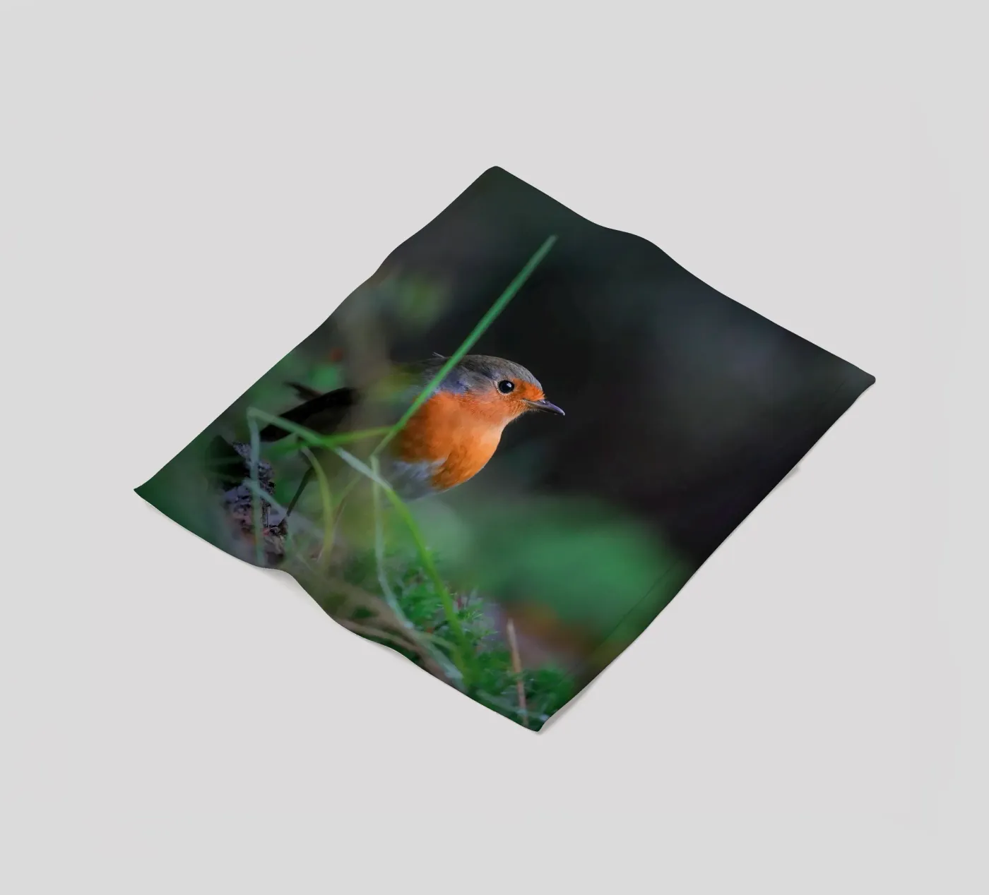 Robin coperta in pile da Tom's Wildlife