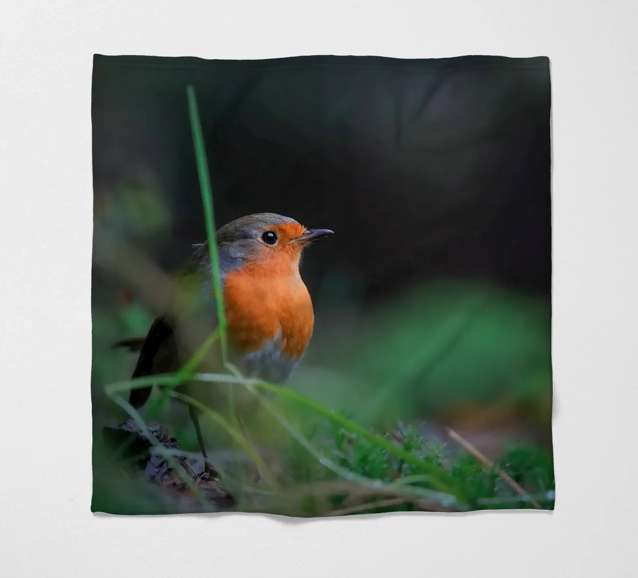 Robin coperta in pile da Tom's Wildlife