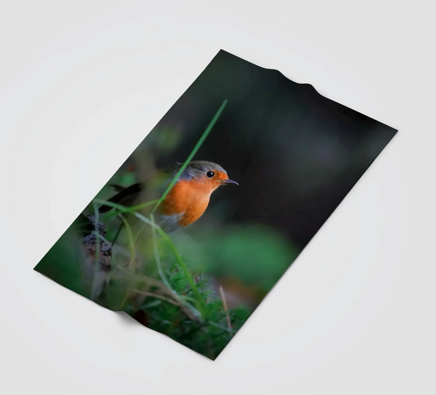 Robin coperta in pile da Tom's Wildlife