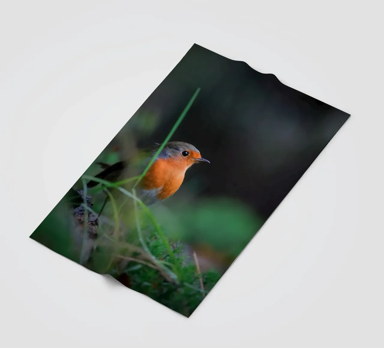 Robin fleecedeken van Tom's Wildlife