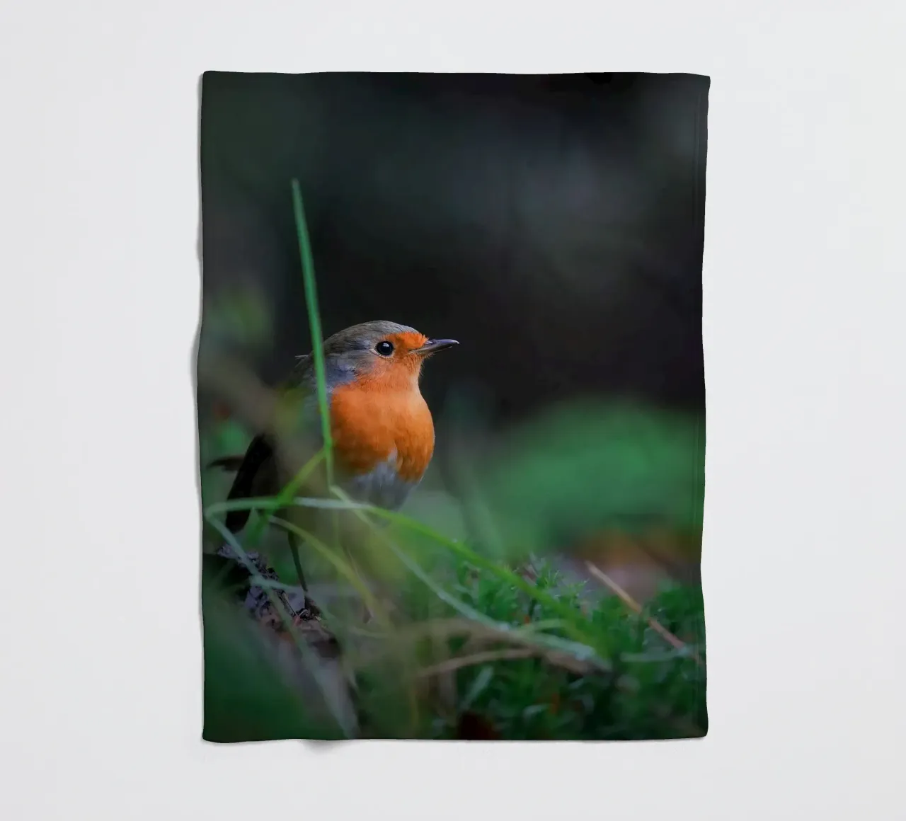 Robin coperta in pile da Tom's Wildlife