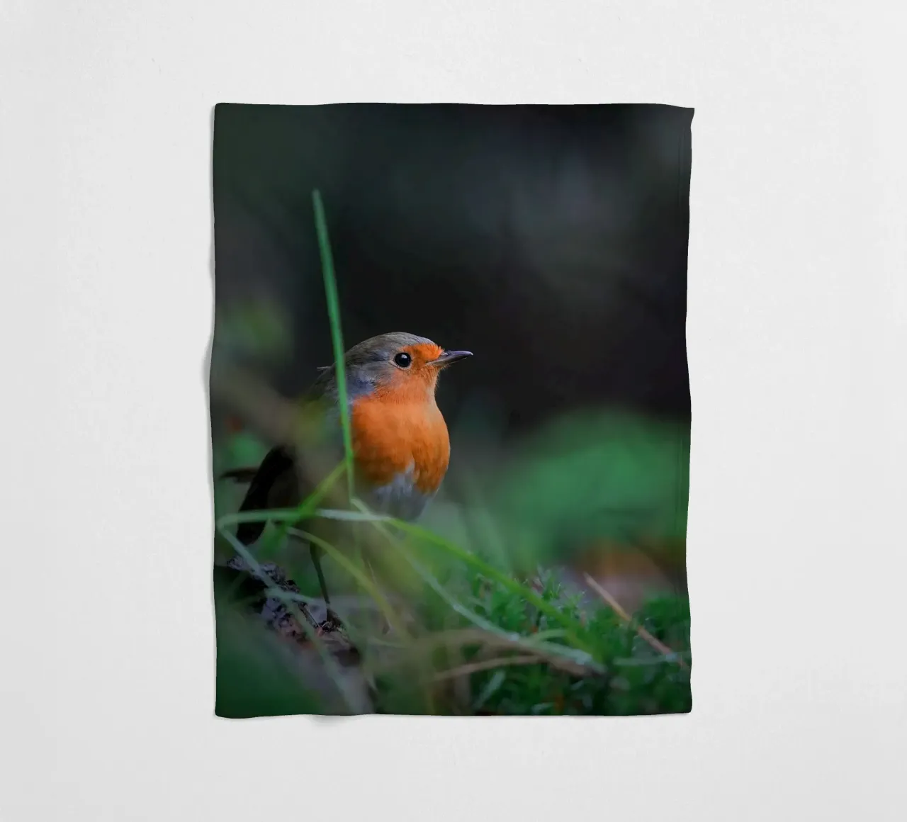 Robin coperta in pile da Tom's Wildlife
