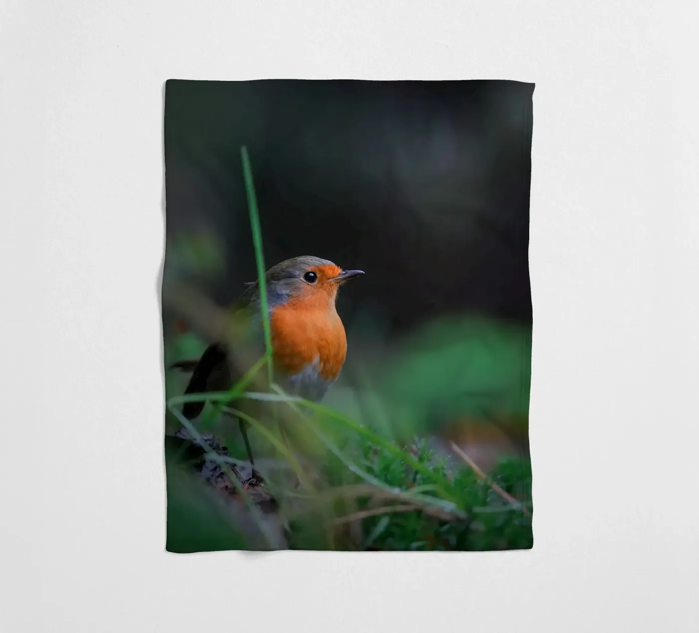 Robin coperta in pile da Tom's Wildlife