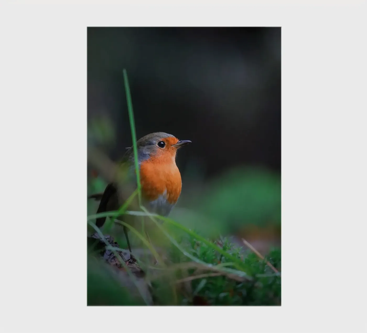 Robin notebook by Tom's Wildlife