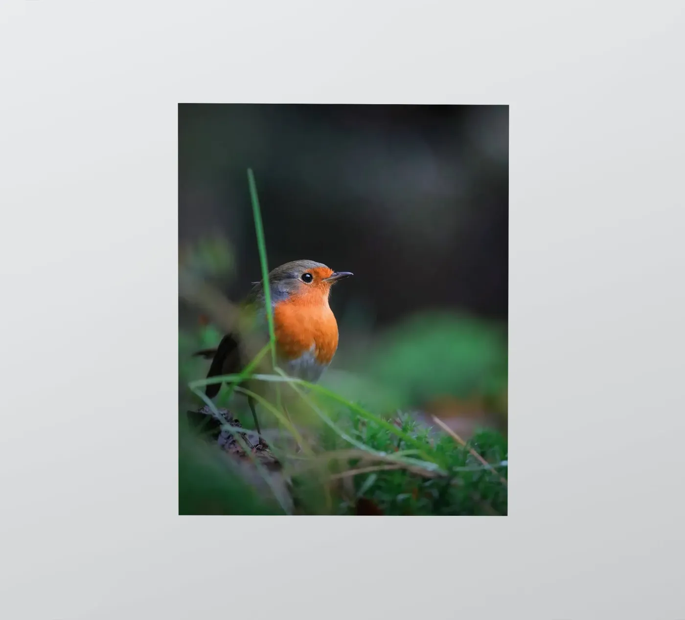 Robin Sticker von Tom's Wildlife