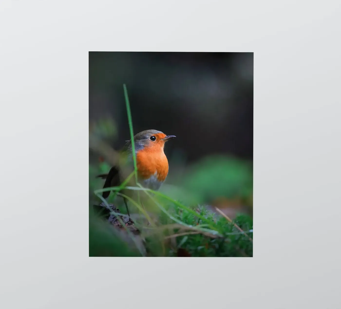 Robin sticker van Tom's Wildlife