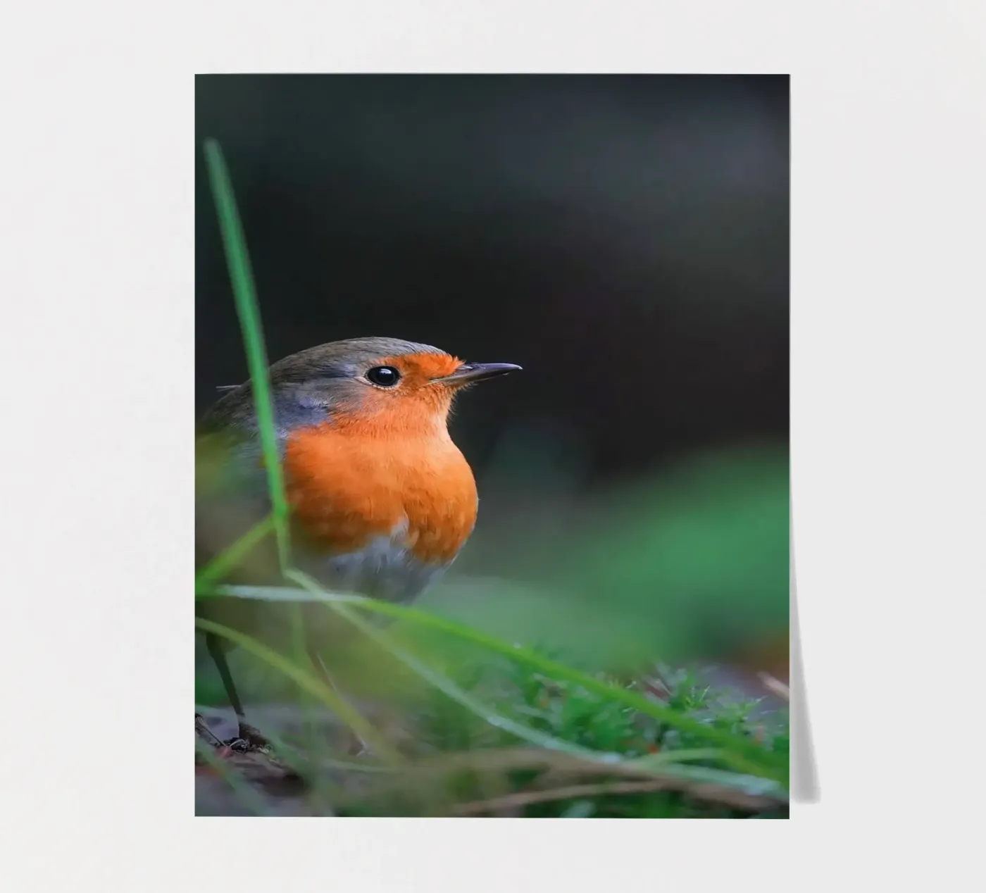 Robin foglio adesivo da Tom's Wildlife