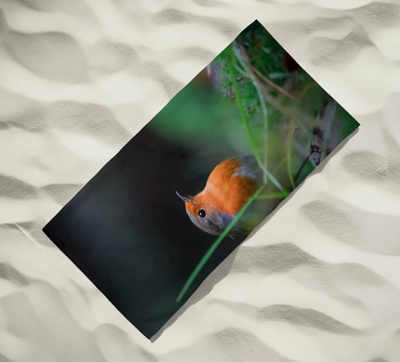 Robin telo mare da Tom's Wildlife