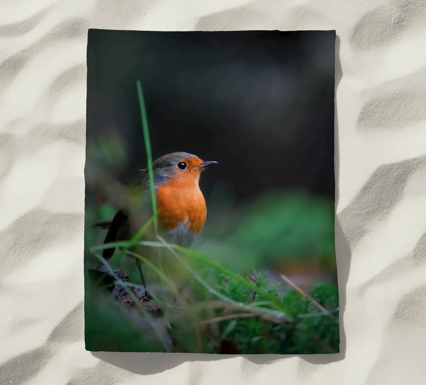 Robin beach towel by Tom's Wildlife