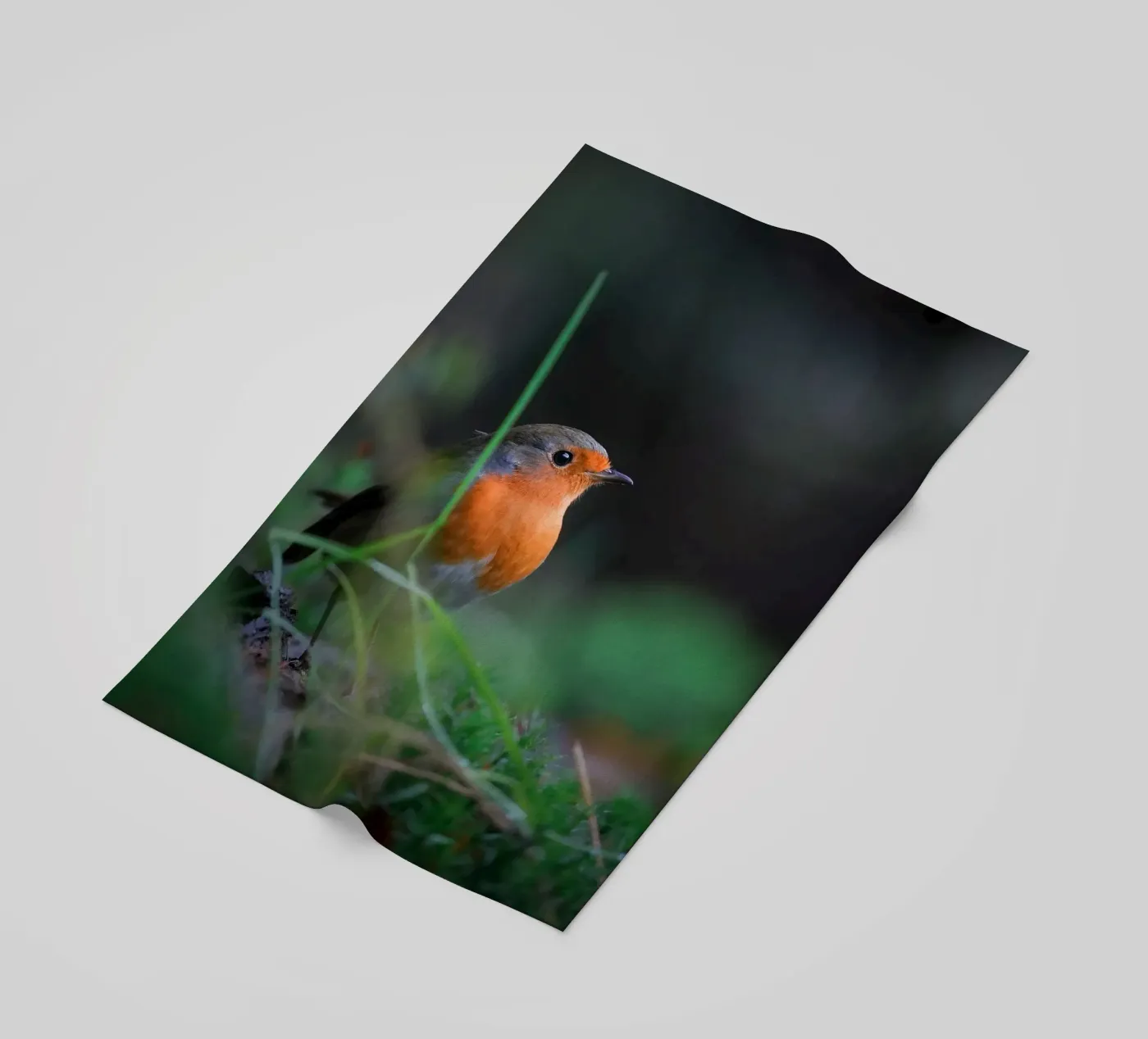 Robin beach towel by Tom's Wildlife