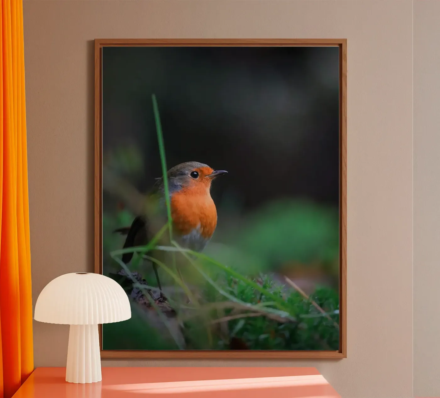 Robin forex-plaat van Tom's Wildlife