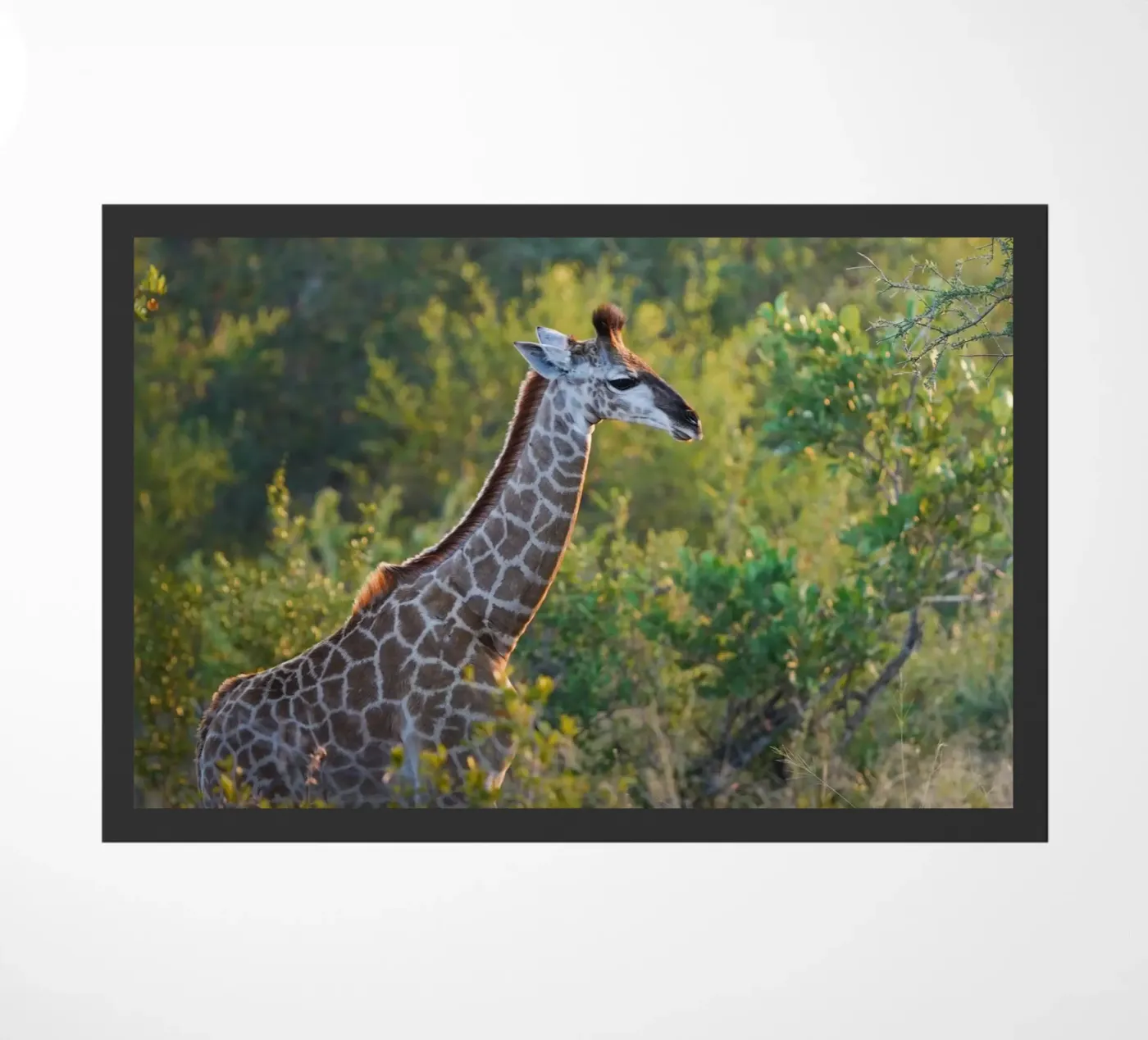Giraffe young doormat by Tom's Wildlife