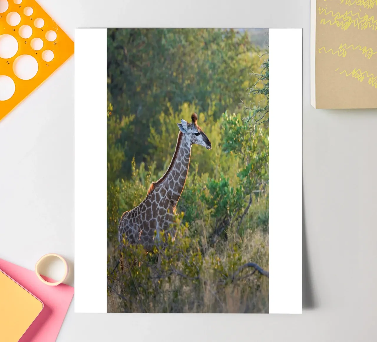 Giraffe young sticker sheet by Tom's Wildlife