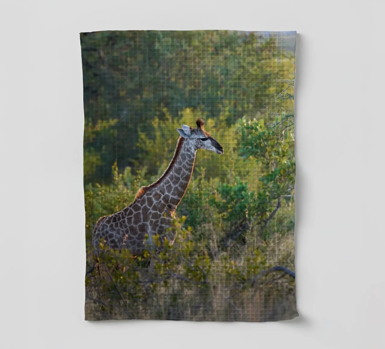 Giovane giraffa canovaccio da cucina da Tom's Wildlife